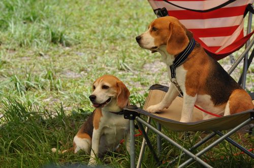 放置される犬その1