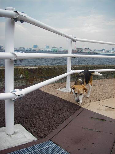 ビーも元気に歩く