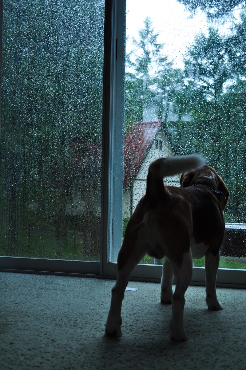 おはようございます。雨です