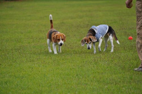 歳の差カップル　トットとグー